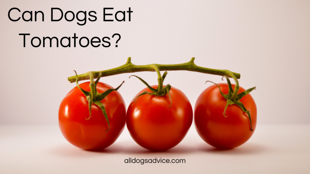 Can Dogs Eat Tomatoes