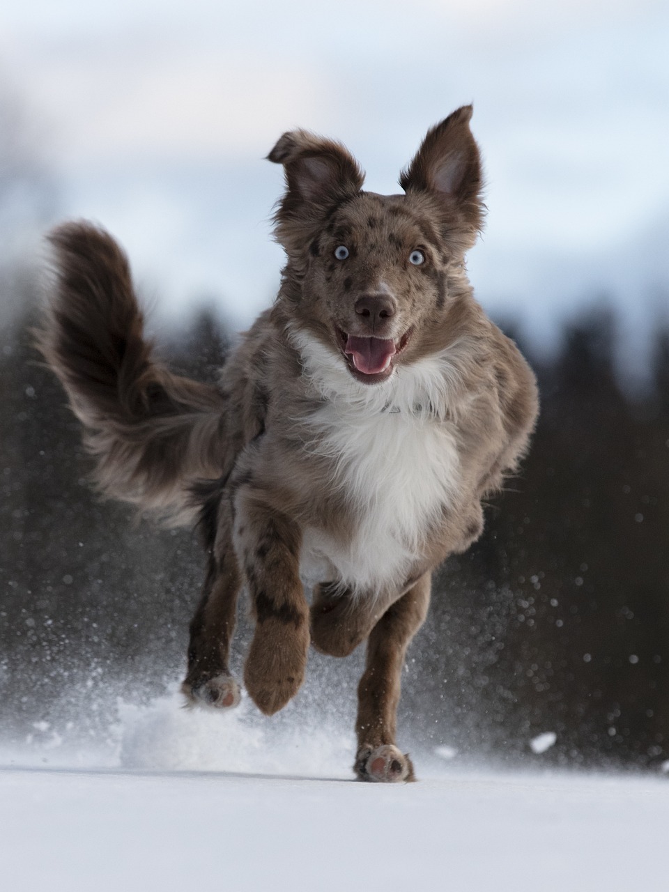 dog, australian shepherd, run-5773397.jpg